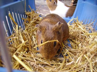 Haustiere 'Unsere Stubentiger und Meerschweinchen'