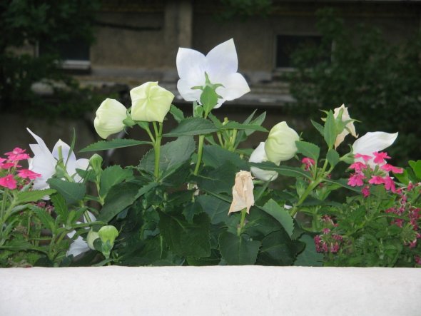 Terrasse / Balkon 'Freiluftstübchen Sommer 2009'