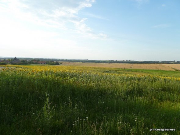 Um Welsow liegen mehrere grosse Sonnenblumenfelder - ihre Blüte beginnt jetzt