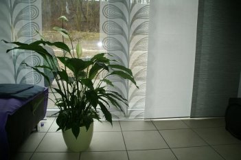 Mein Frühlingswohnzimmer 2012